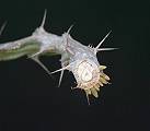 Euphorbia similiramea