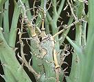 Euphorbia gariepina