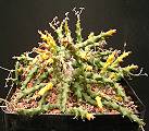 Euphorbia tridentata