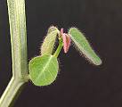 Euphorbia ephedromorpha
