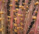 Euphorbia eyassiana