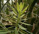 Euphorbia pedroi
