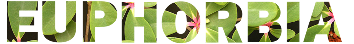 (c) Euphorbia-international.org